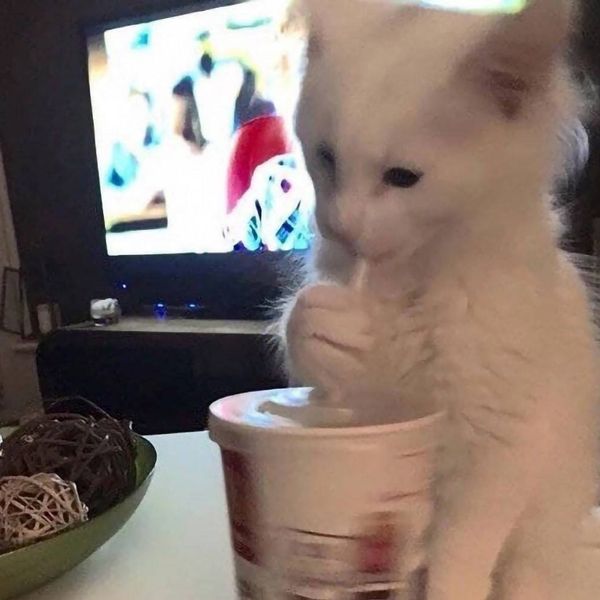 しろん